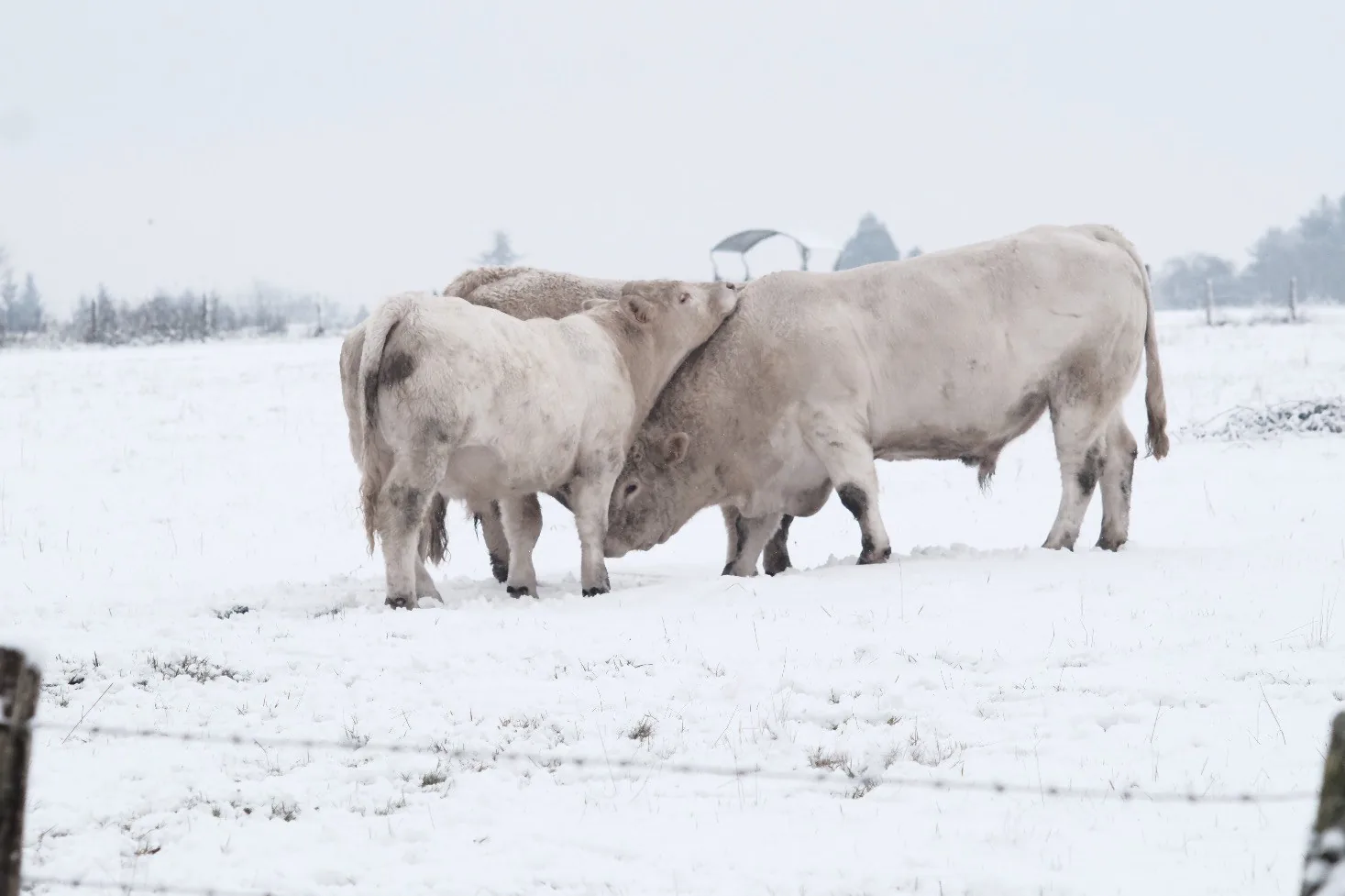 Taureaux des frères Bohin dans la neige, Saint-Sulpice-sur-Risle, Normandie — janvier 2026